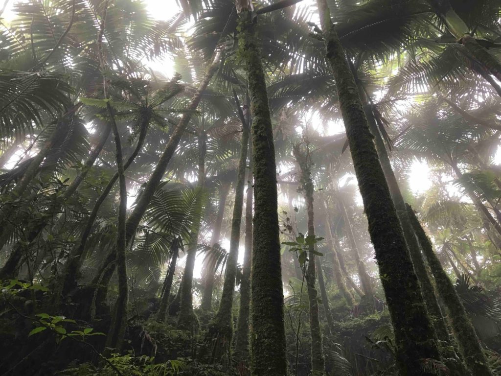 WWF: Belgium among major importers of deforestation products