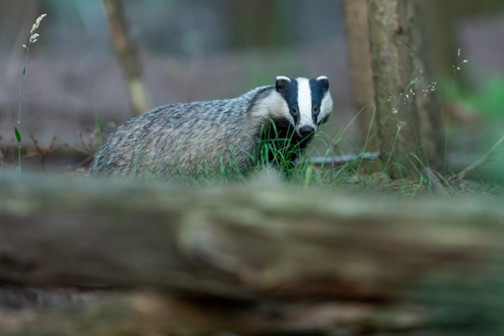 Civil suit to be filed against man for clubbing a badger in Limburg