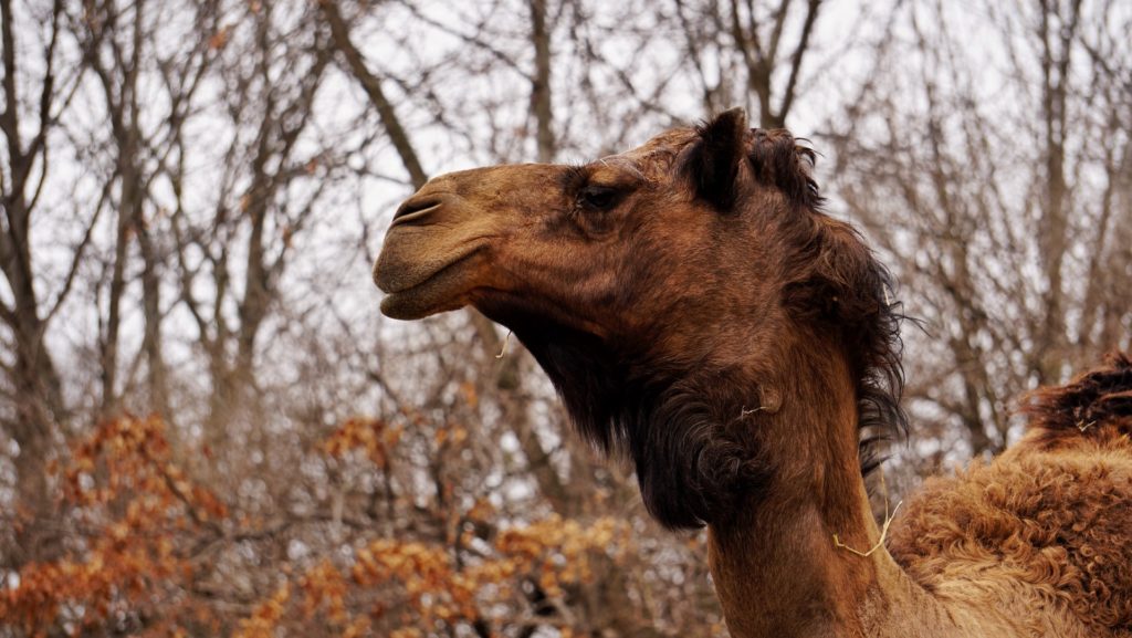 Tournai police looking for owner of two camels and a dromedary