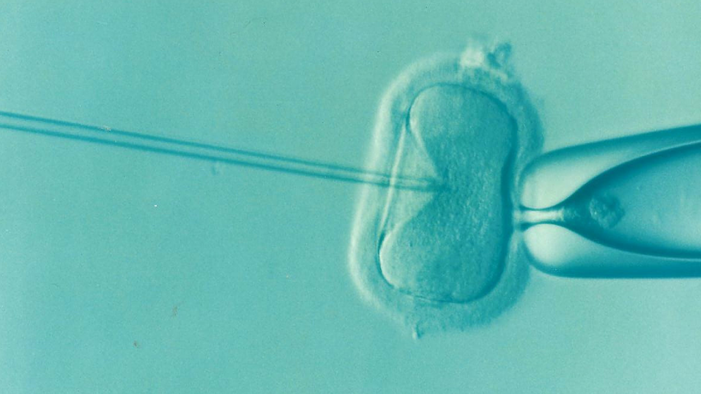 New Belgian technique could double chances of IVF pregnancy