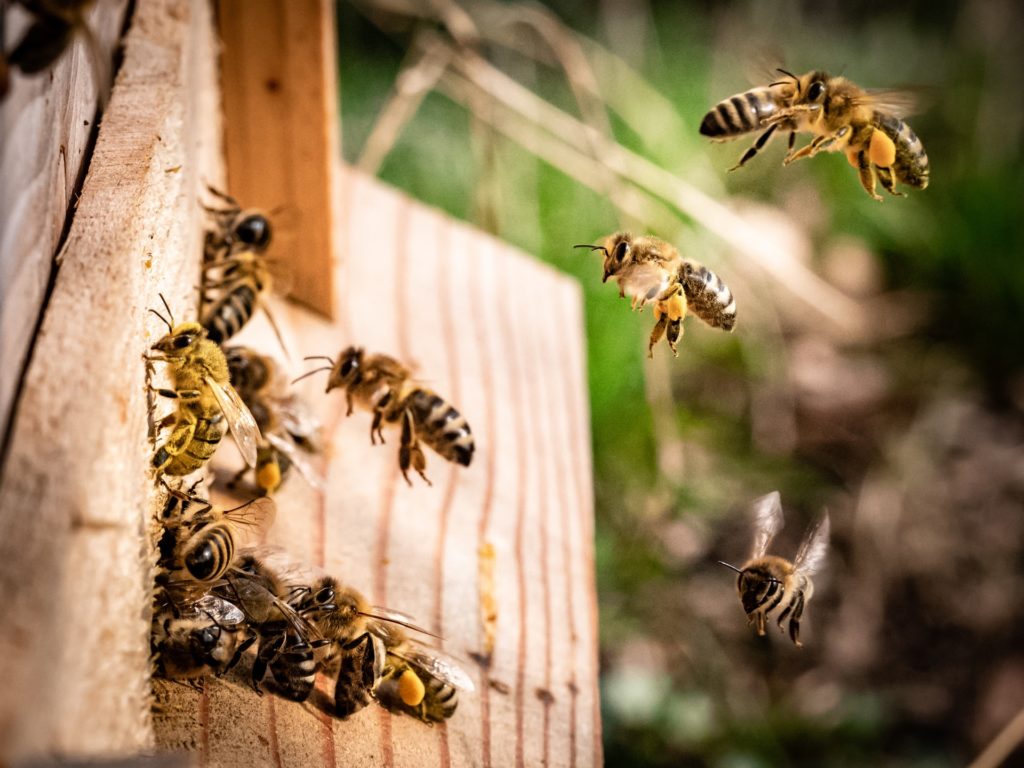 A month from deadline, petition to save bees still short of needed signatures