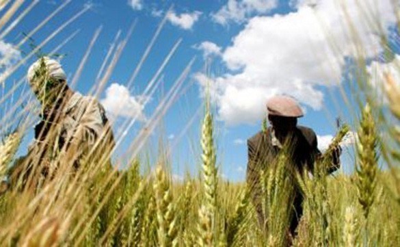 Ethiopia to boost irrigated wheat production