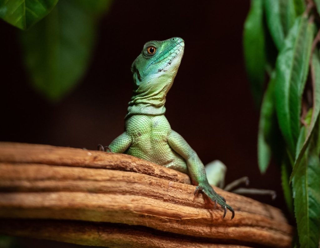 Flemish zoo seeks new home for 200 reptiles