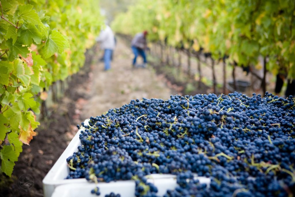 Number of Belgian wine growers increased in 2020