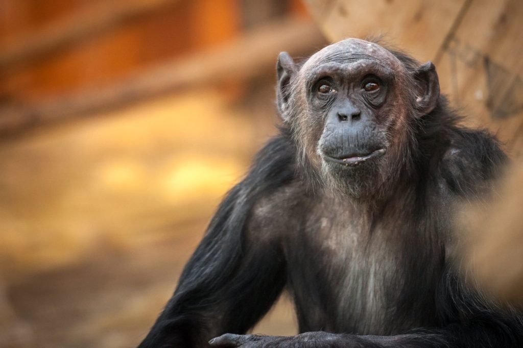 Antwerp Zoo mourns the loss of Maaike, the ugly duckling chimp