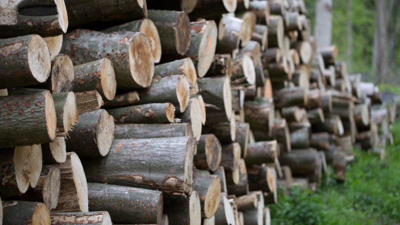 Environmental groups target traditional climate change allies over the future of wood as EU renewable energy