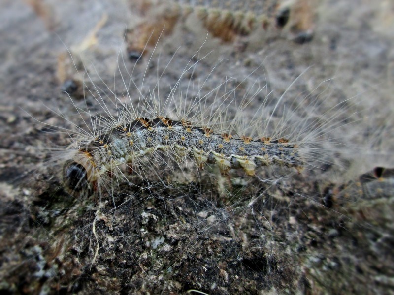 First reports of oak processionary caterpillars in Antwerp