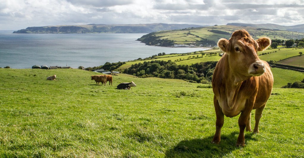 How CAP reform can deliver EU climate and environment goals by improving animal health