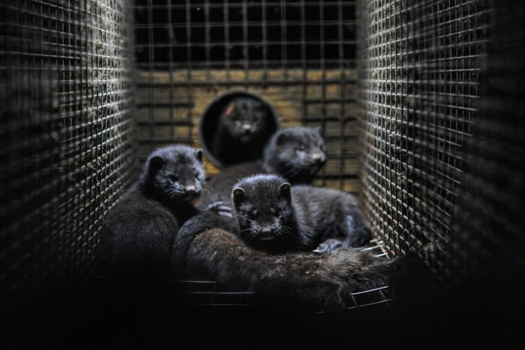 No more fur farms: last active ones in Flanders agree to close