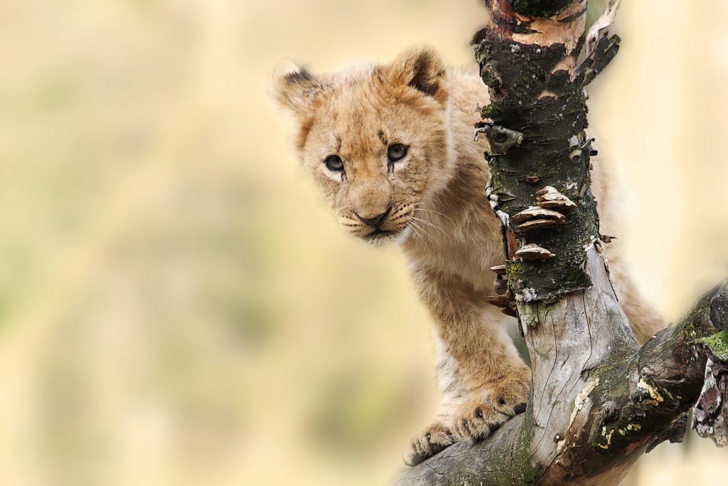 Lion cub triplets welcomed at ZOO Antwerpen