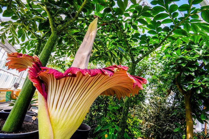 'Smells like rotten fish and dead bodies': Giant arum in bloom in Belgium