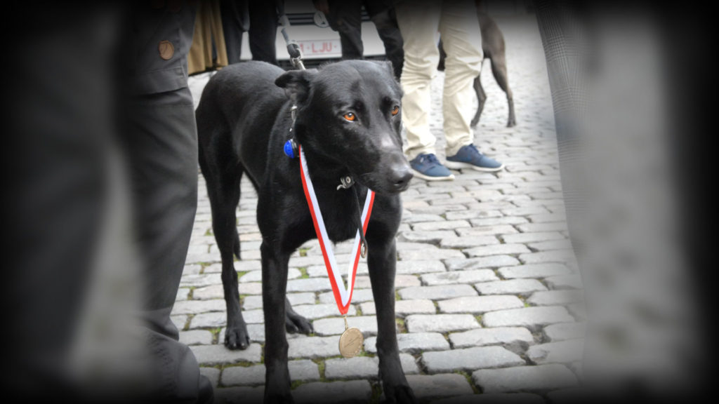 Antwerp Police dog Bo dies unexpectedly