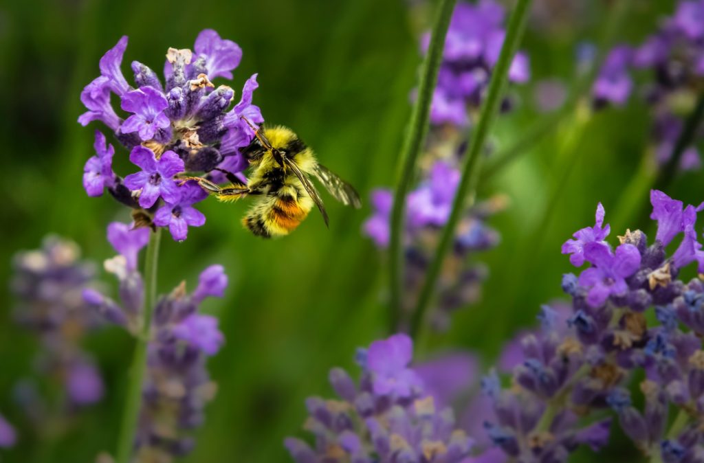 Flanders aims for more bee-friendly roadside mowing