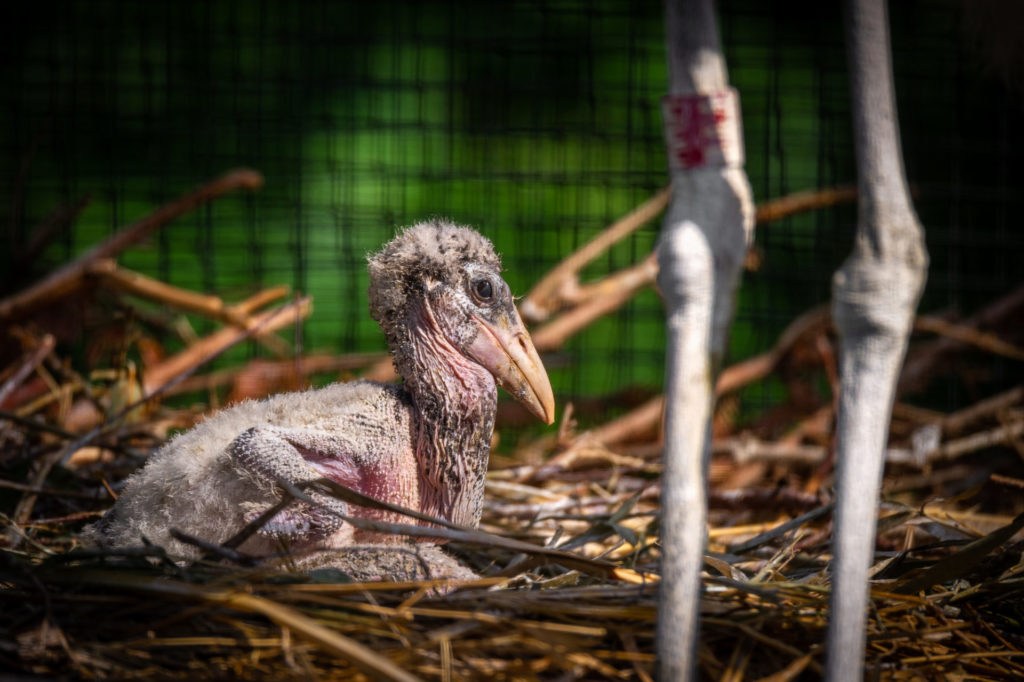For the first time, African marabou born in Antwerp Zoo