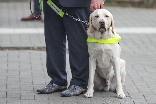 Service dogs can no longer be banned from public places in Wallonia