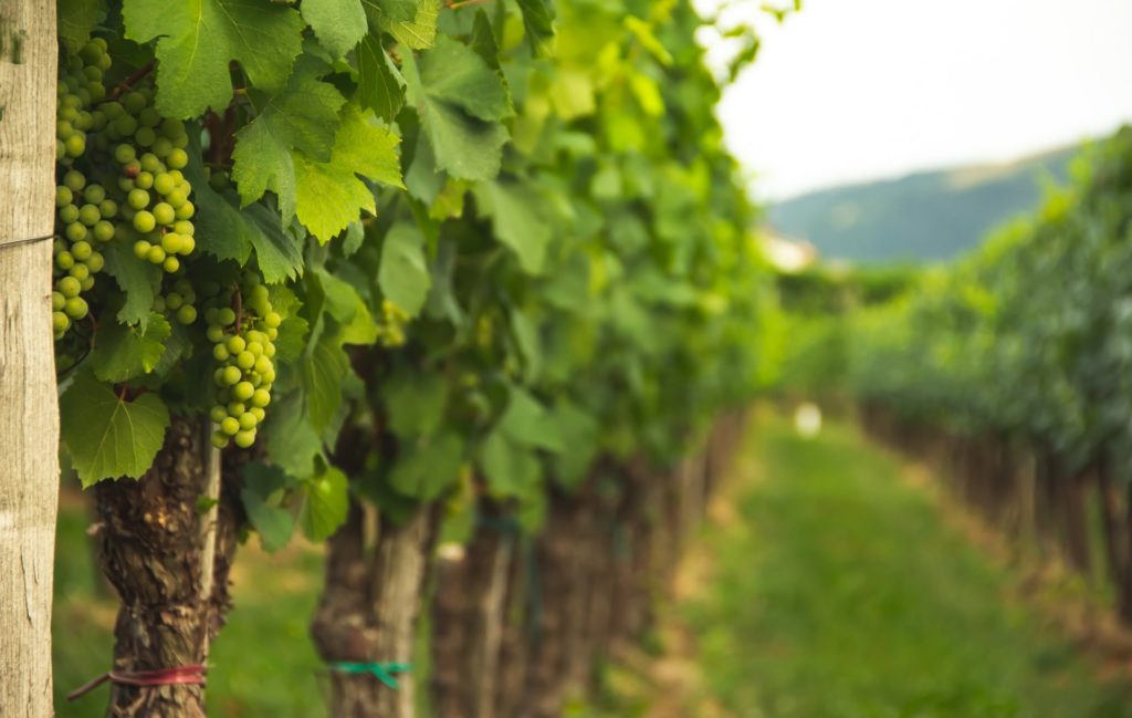 Another victim of heavy rainfall: Belgium’s wine growers