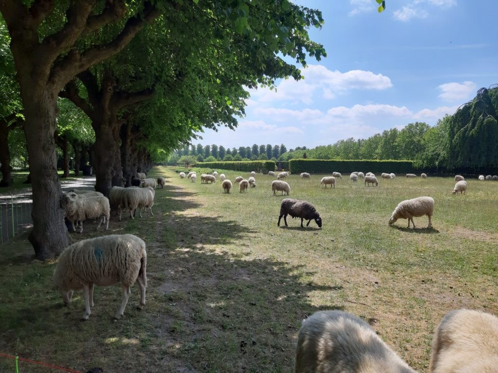 Sheep may safely graze: sheep keep Antwerp cemetery tidy