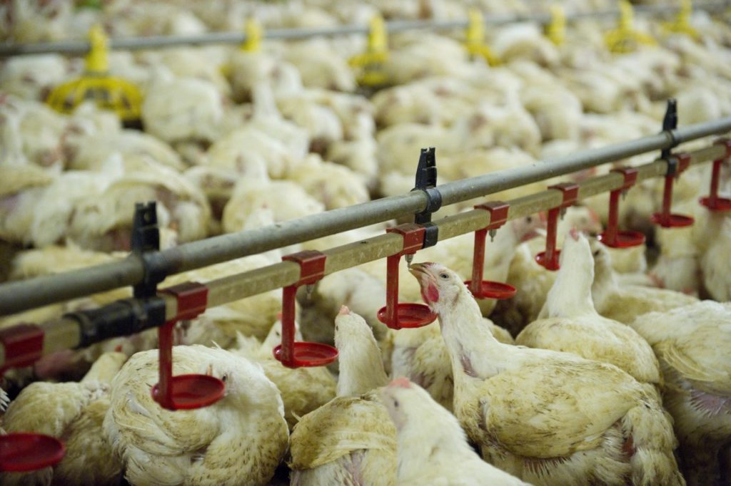 Two Belgian supermarket retailers to ban all broiler chickens from 2026