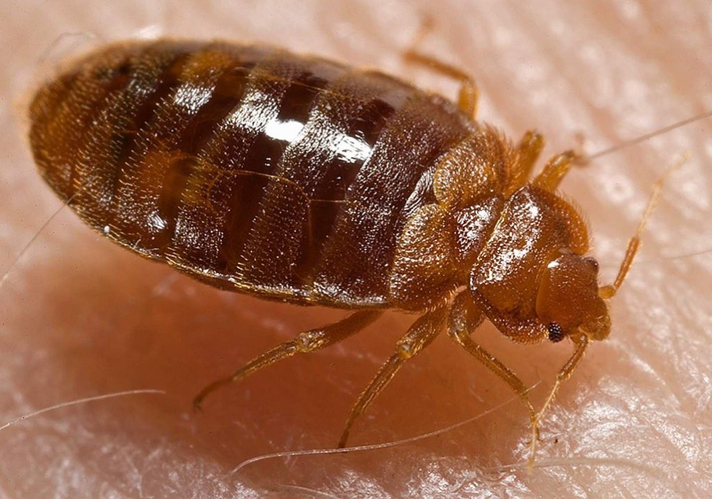 'Growing problem': French bedbug infestation spreads to Belgium