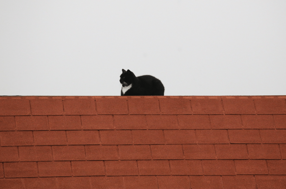 Firefighters rescue man looking for his cat on Uccle rooftop