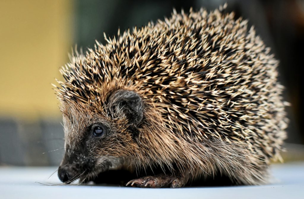 'Hedgehogs are not pets': Too many ending up in shelters