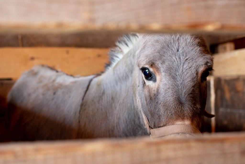 No more pony carousels at fairs in Flanders, says Minister for Animals