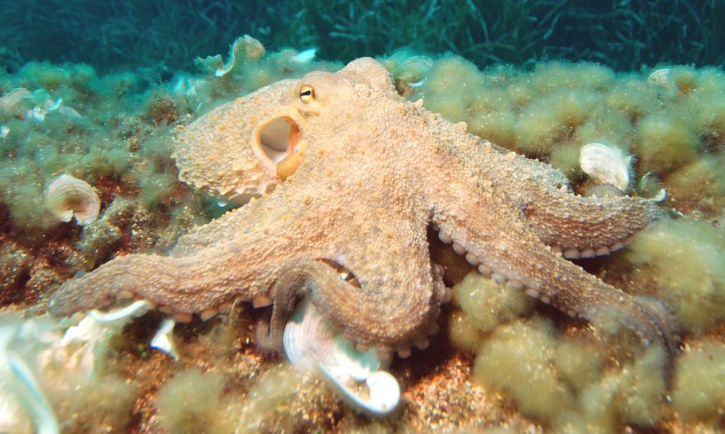 Research: Octopus brains grow in a similar way to humans’