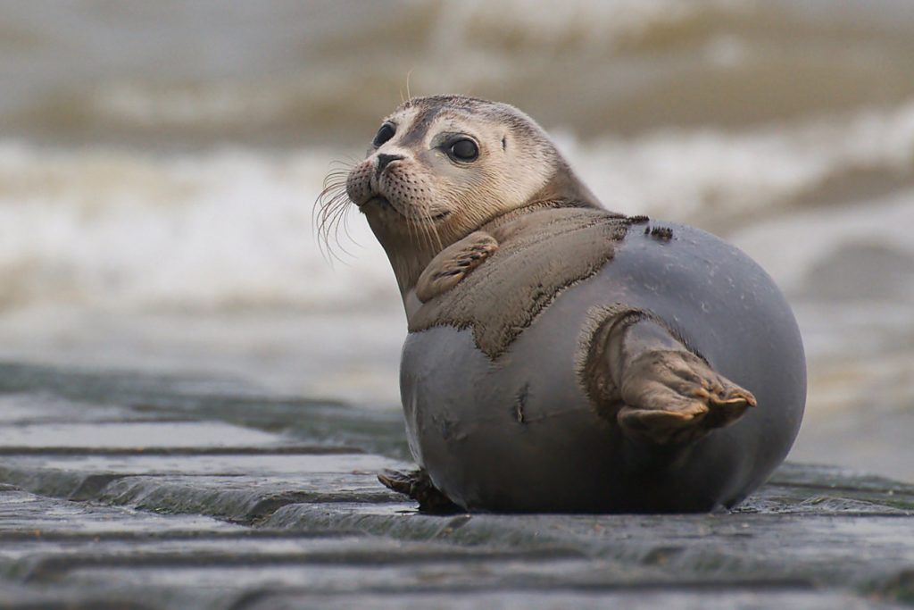 Oscar the seal will bask no more on De Haan beach