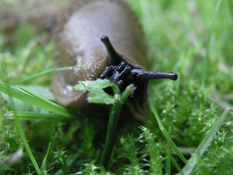 The circle of gardening life: After the rain, come the slugs