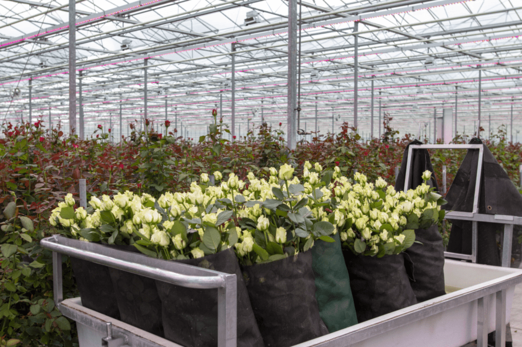 Belgium’s flower sector in full bloom after difficult year