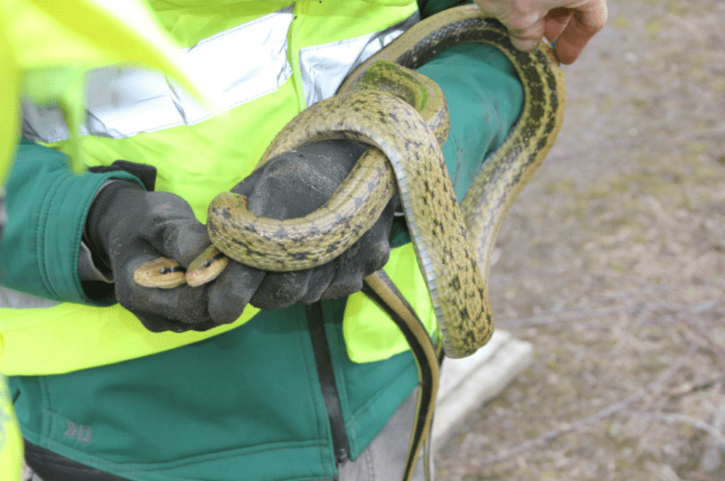 Railroad tracks near Hasselt plagued by invasive snakes