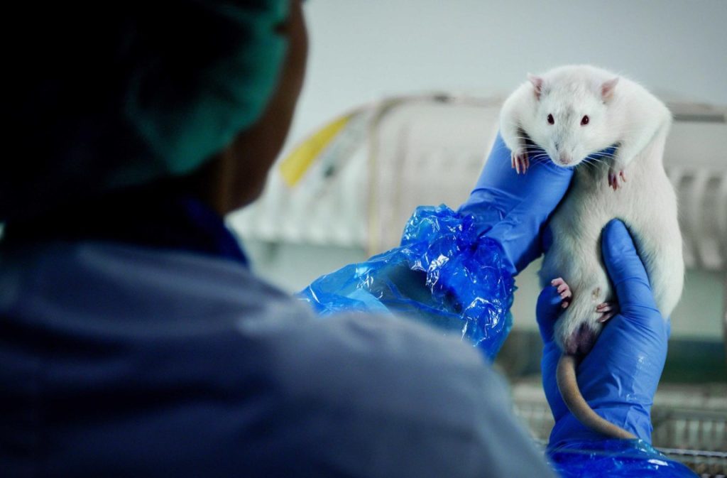 Animal testing in Brussels dropped by one-third in five years