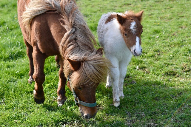'Last straw:' wolf kills two ponies in Limburg