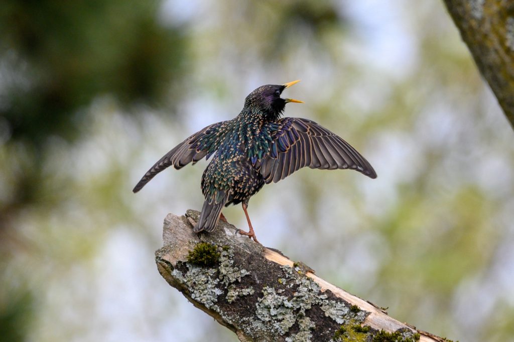 Research: Birdsong develops the brain, Antwerp scientists find