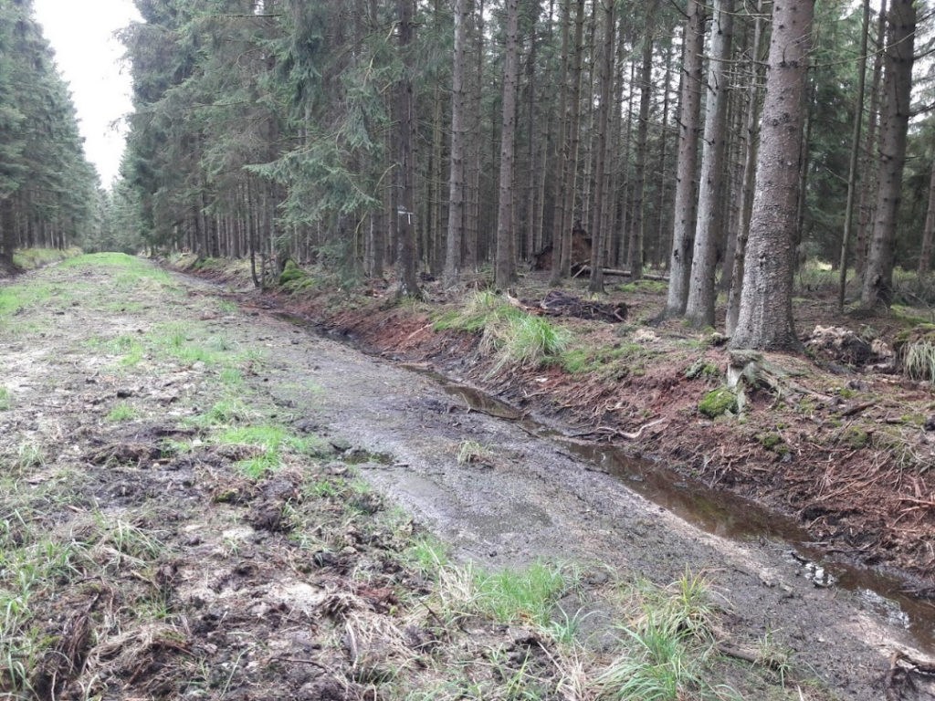 'Urgent' change in forest management needed to avoid floods