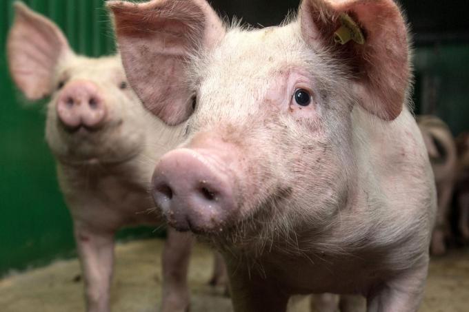 Animal welfare organisation files new complaint against West Flemish slaughterhouse