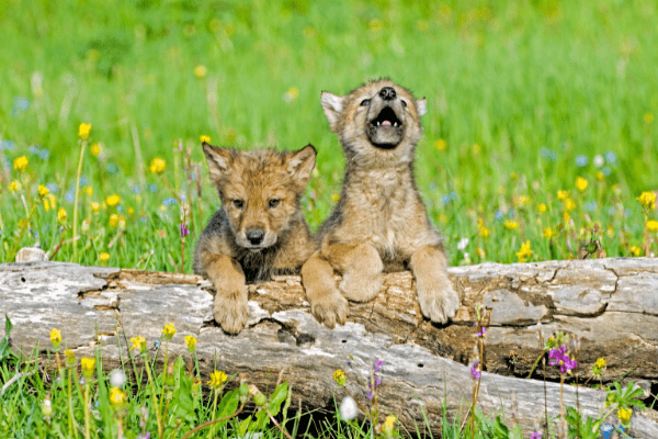 Wolf cubs raised by humans can develop same connection as puppies