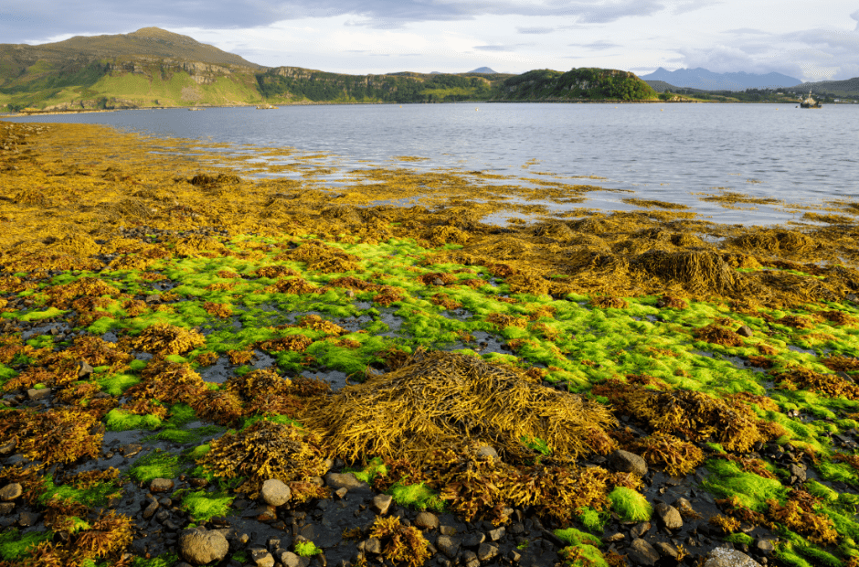 Scottish seaweed chips are coming to Belgian shelves