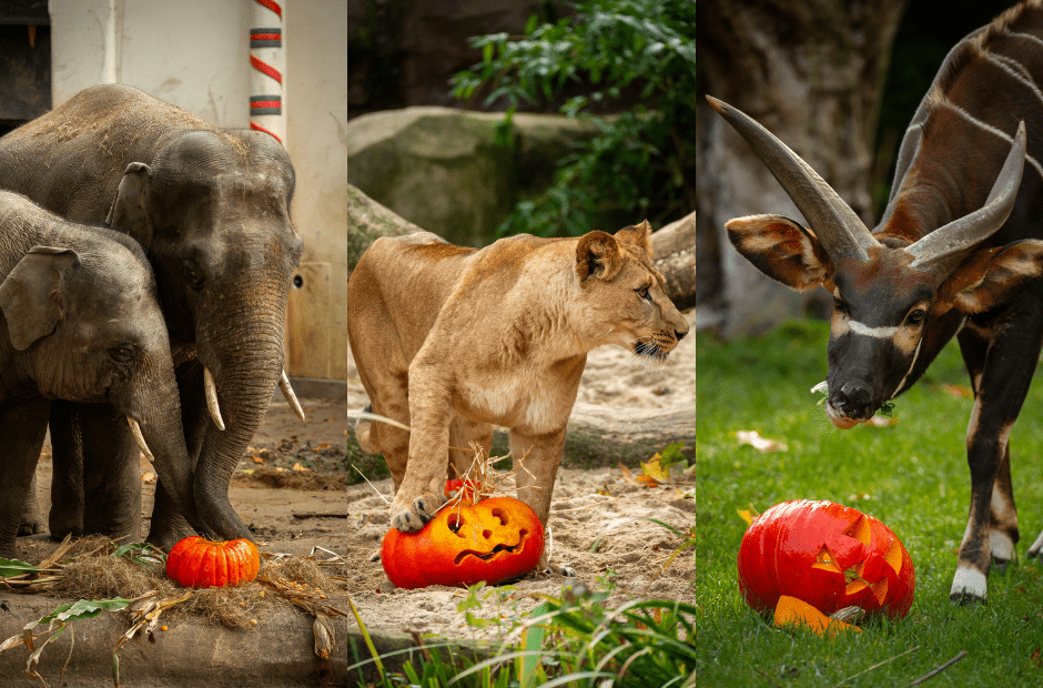 In Photos: Animals of Antwerp Zoo get a Halloween treat