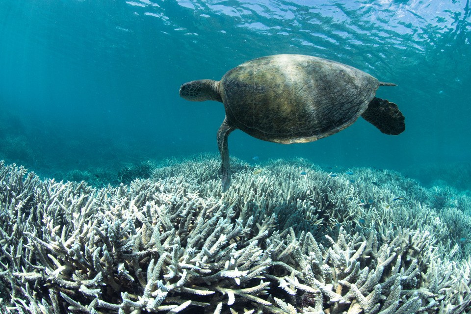 'Warning to humanity': dying corals sign of climate disaster to come