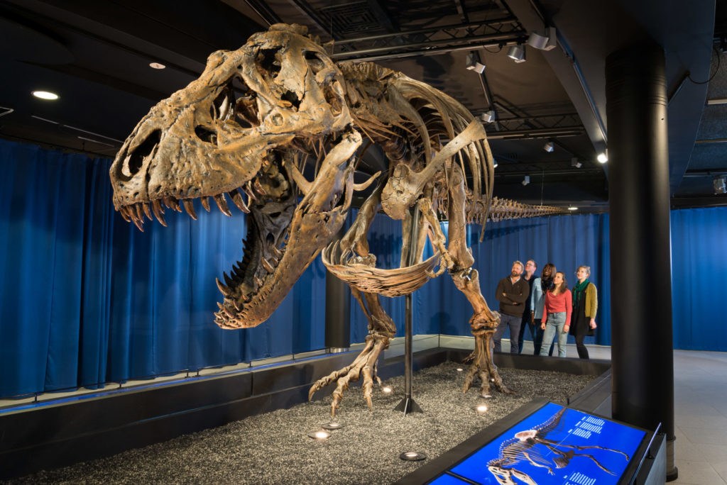 T-Rex expo starts today in Natural Sciences Museum