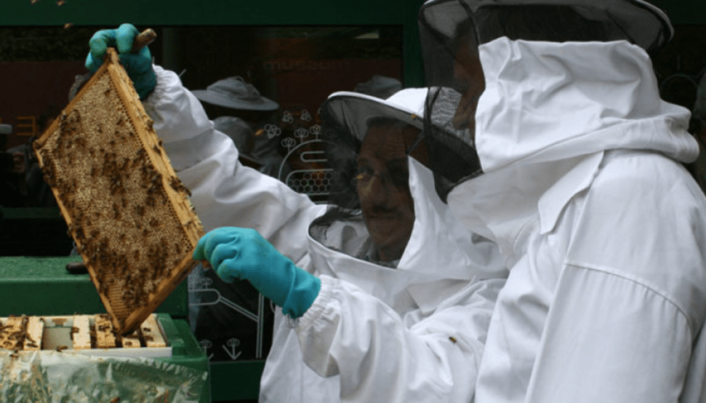 Disastrous year for Belgian beekeepers