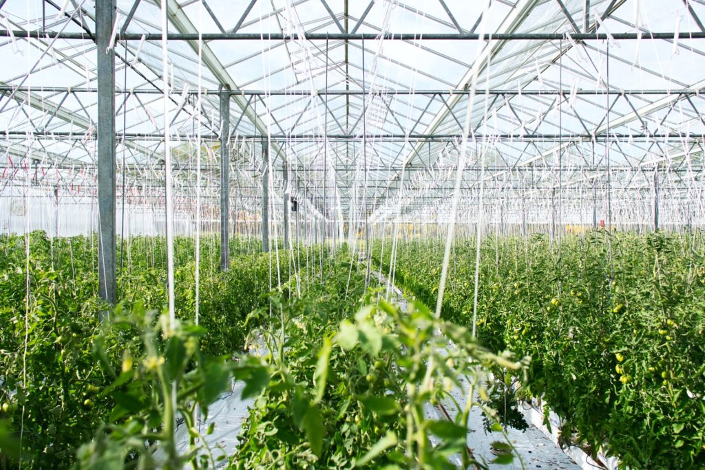 Growers using greenhouses struggle under high energy prices
