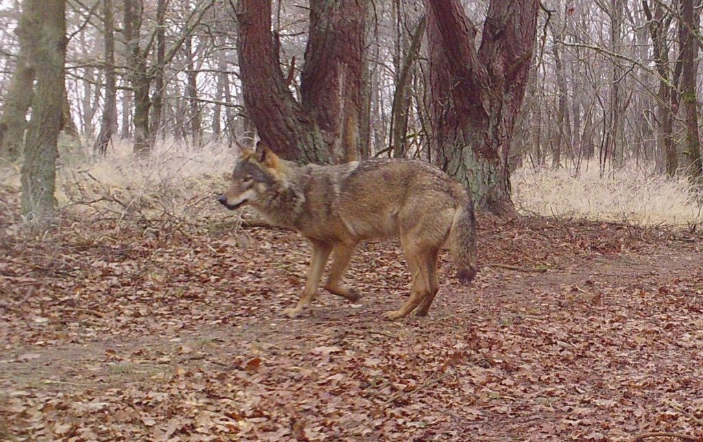 Experts concerned over fate of one Limburg wolf