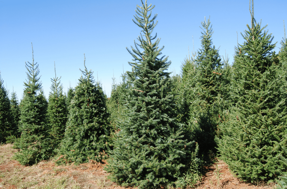 Belgium is Europe's second largest exporter of Christmas trees