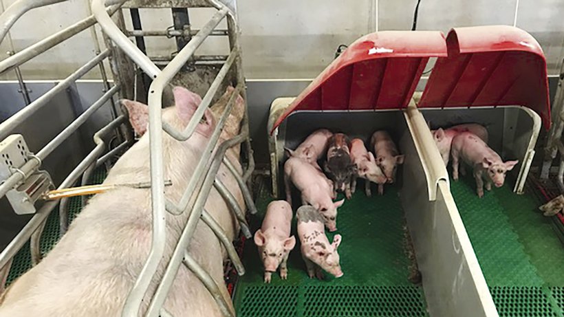 30 years after EU Pig Welfare Legislation, will the EU finally step up to protect pigs?
