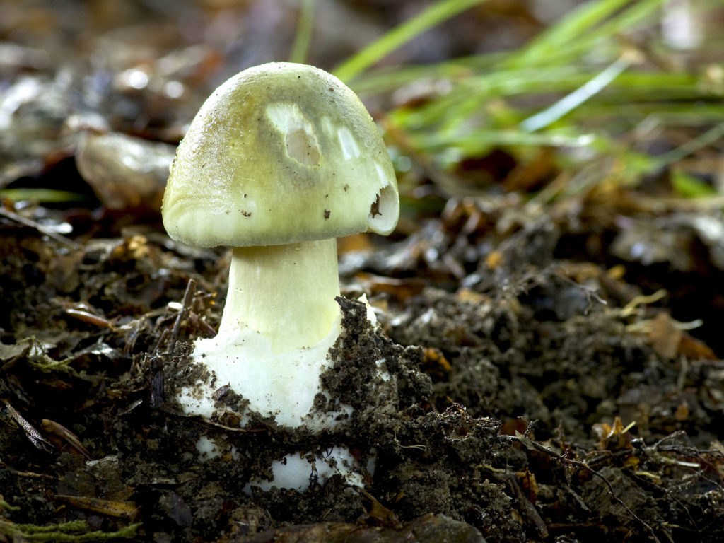 Poisonous death cap mushroom becoming more common in Belgium