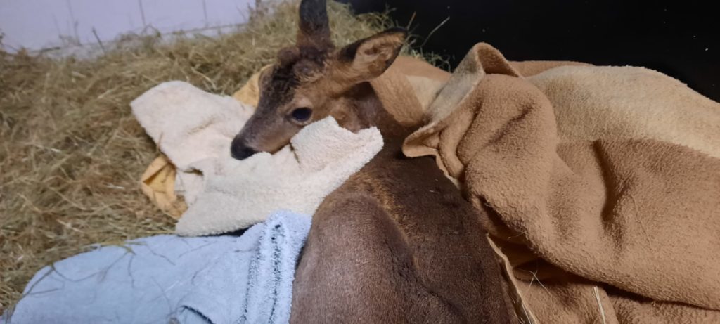 Fire brigade rescues injured fawn in Brussels Sonian Forest