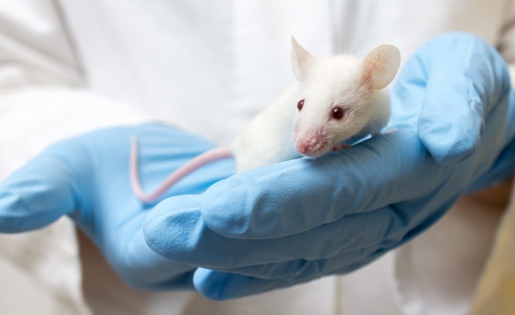 Flanders and Brussels join forces to tackle animal testing