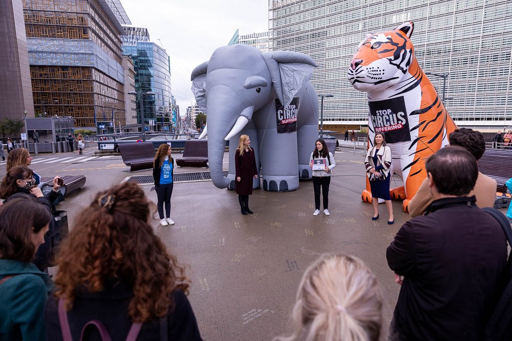 Wild animals in circus: Who in EU decides to ban it?